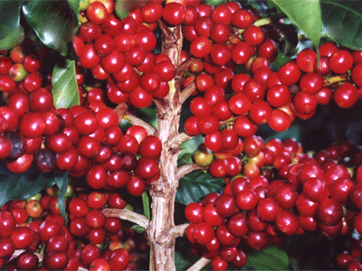 Top 5 các loại cà phê ở Tây Nguyên làm nên thương hiệu cà phê Việt Nam